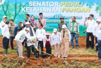 Foto : Prosesi penanam jagung.