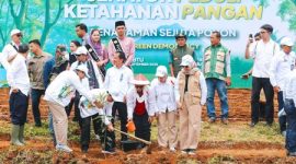 Foto : Prosesi penanam jagung.
